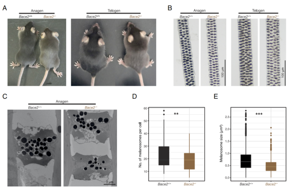 登上Nature头条，我国科学家揭开罕见棕白色大熊猫之谜