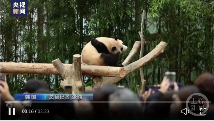 “顶流”大熊猫归国之后：丫丫吃上除夕饺子，美香夫妻过起退休生活