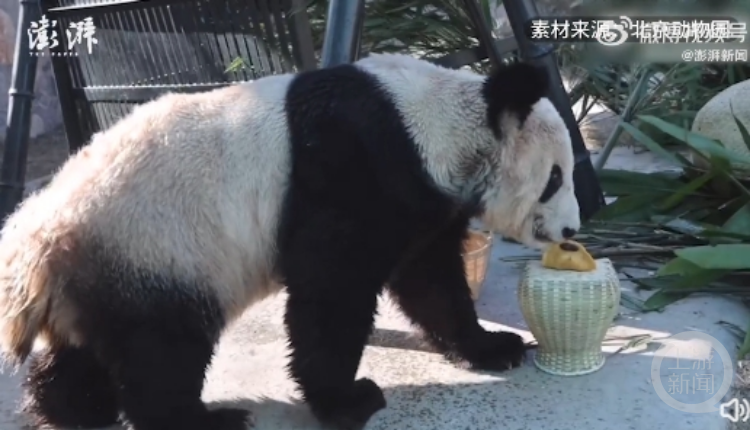 “顶流”大熊猫归国之后：丫丫吃上除夕饺子，美香夫妻过起退休生活