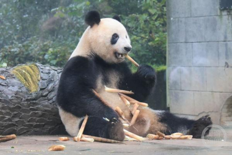 “顶流”大熊猫归国之后：丫丫吃上除夕饺子，美香夫妻过起退休生活