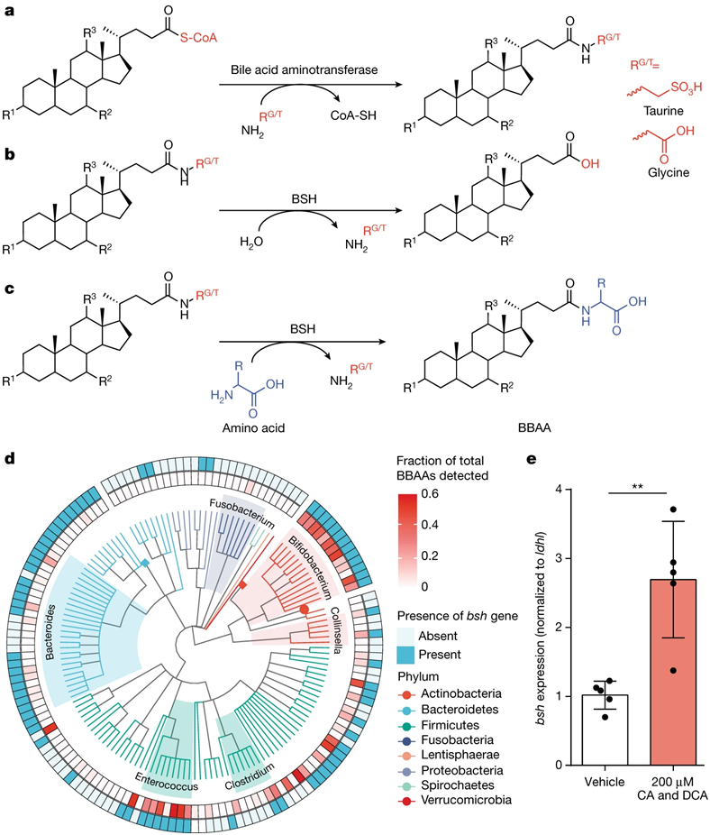 重大突破！两篇Nature论文揭示肠道微生物的胆盐水解酶也能制造偶联胆汁酸分子