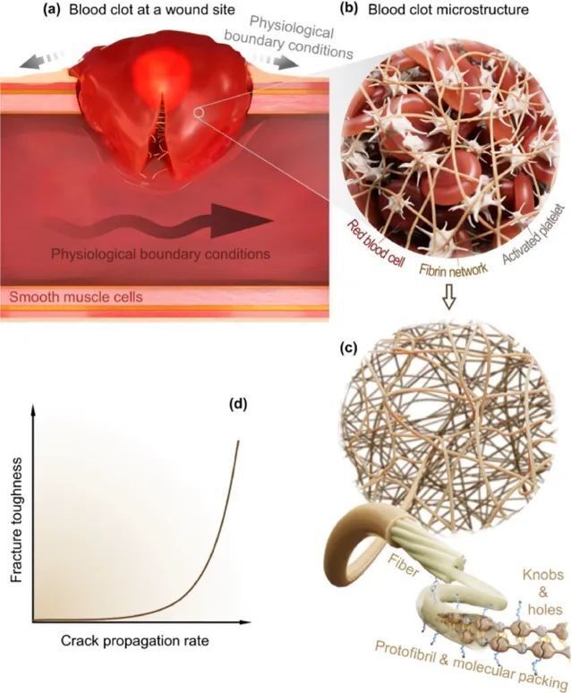 麦吉尔大学李剑宇教授团队Acta Biomater.：纤维蛋白凝块独特增韧机制，可用于生物粘合剂和止血材料