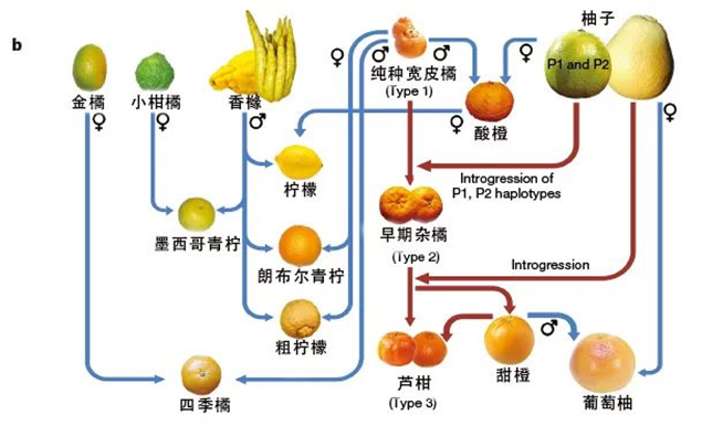 丑橘不是橘子？一文教你辨别橙柑橘柚柠