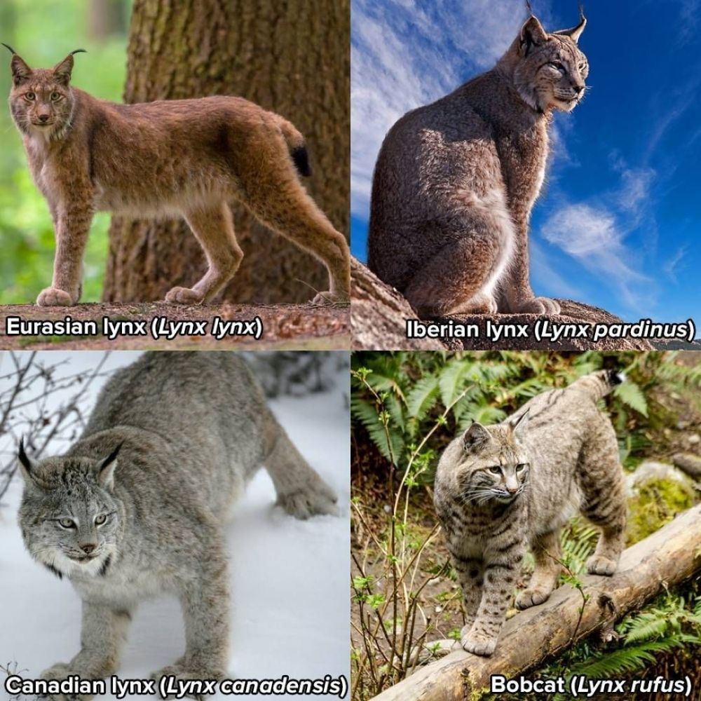 猞猁双煞现身青海，彪悍大猫为何只会喵喵叫？“屠狼机器”名不副实