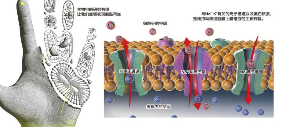 了解你身上的生物电