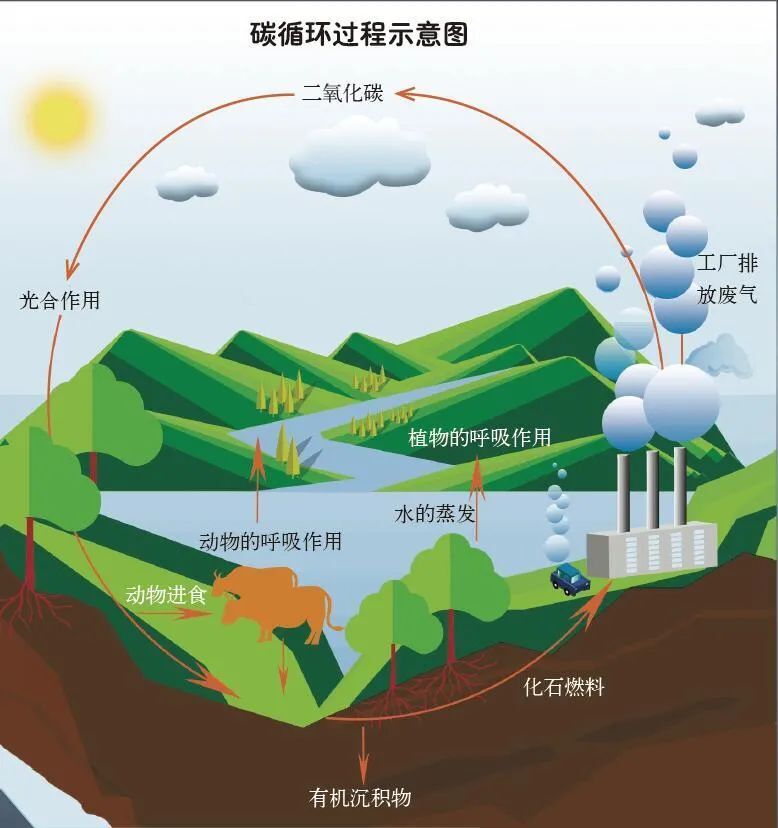 元素大世界：碳构筑生命的支架