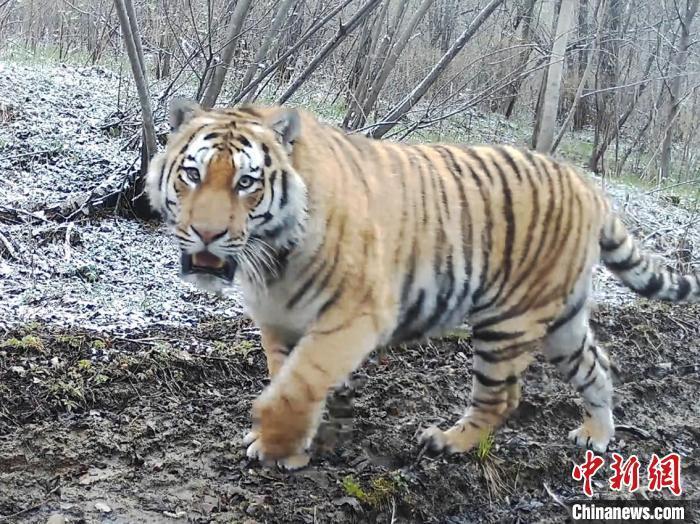 野生虎豹等濒危珍稀动物纷纷“安家”吉林天桥岭