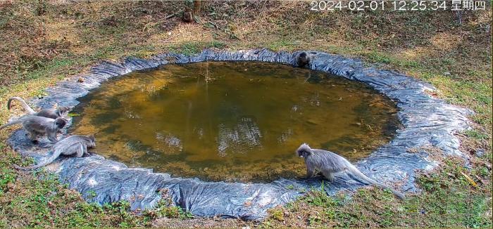 云南南捧河保护区动物“食堂”受欢迎 绿孔雀灰叶猴等频繁光临