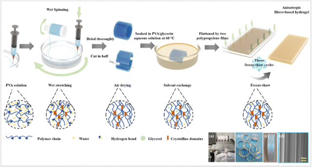 《Mater. Horiz.》重庆大学/河北工大等：坚固、坚韧和各向异性的生物启发水凝胶！