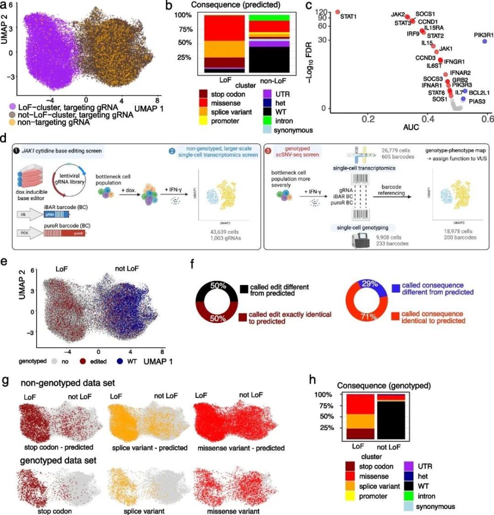 Genome Biol | 新型筛选工具或能揭示人类癌症、自身免疫性疾病和神经变性等疾病的发病机制