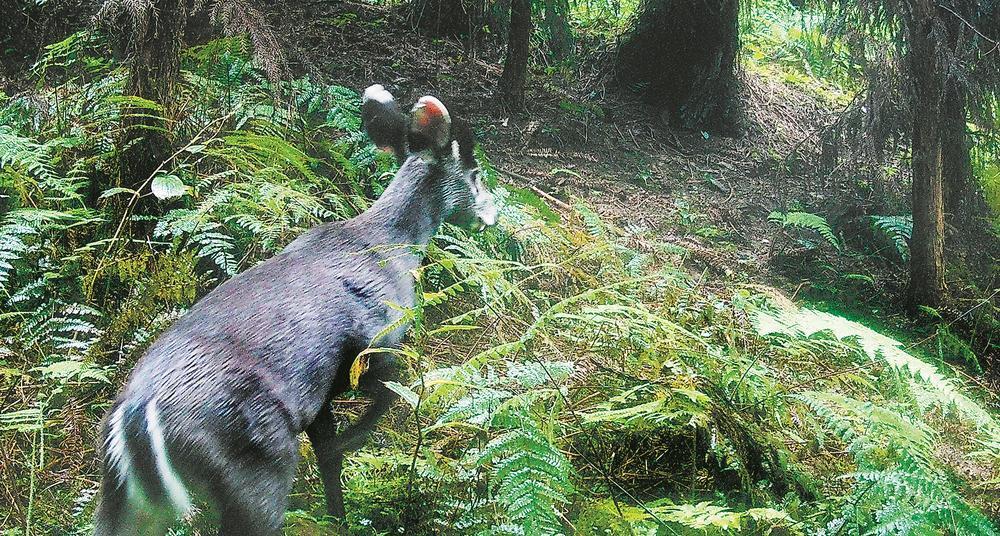 成都山林间 它们在镜头前溜溜达达