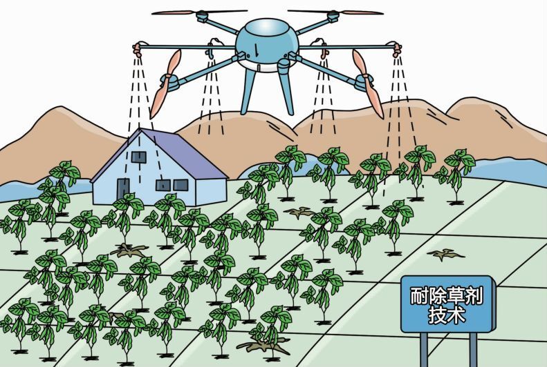 转基因作物不仅可以造福人类，种植转基因作物还能带来效益