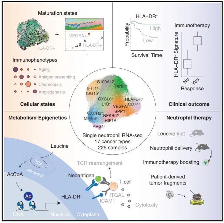 《细胞》：中性粒细胞抗癌新功能！中国科学家揭秘中性粒细胞通过抗原提呈促进热肿瘤微环境形成的机制