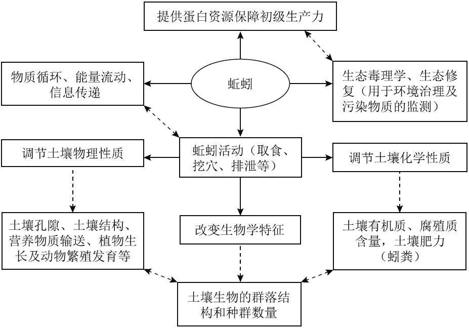 蚯蚓与土壤重金属污染