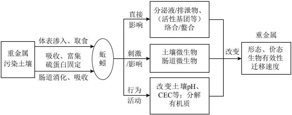 蚯蚓与土壤重金属污染