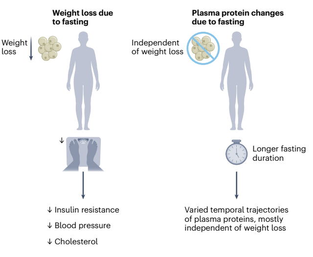 连续禁食7天，身体会怎么变化？《自然》子刊揭秘：减重11斤，超千种蛋白发生改变