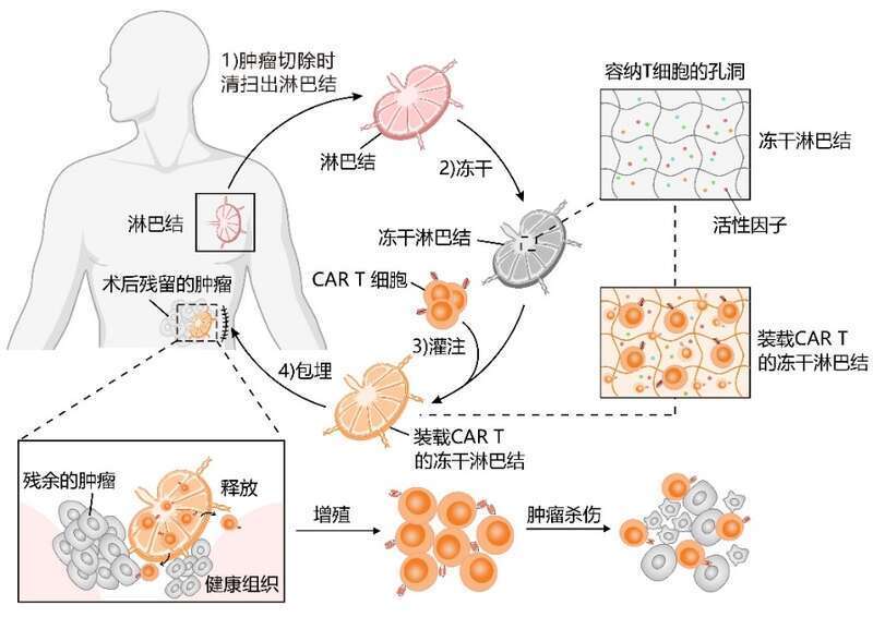 首次从冻干果蔬里找到灵感  浙大发布冷冻干燥淋巴结组织研究成果