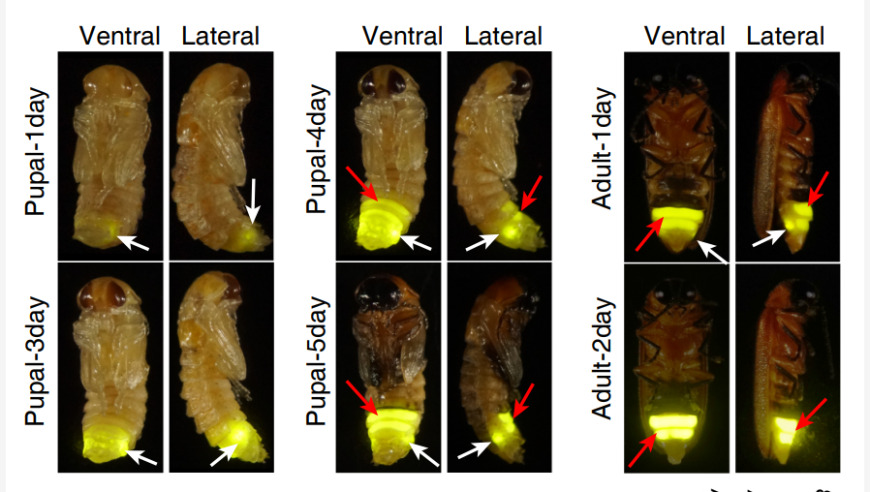 萤火虫发光秘密，成虫发光器发育过程大揭秘！