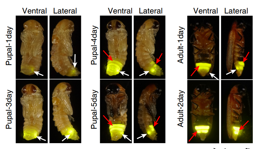 萤火虫成虫发光器发育的关键机制被揭开