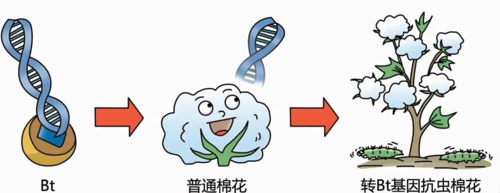 转基因的概念