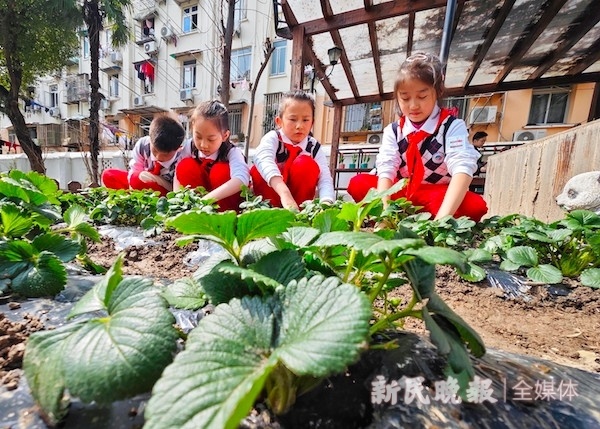 这个春天，打一小学的孩子们在树爷爷身边种下一株树宝宝