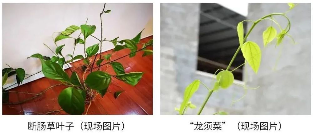 龙须菜像断肠草，草头像白车轴草！春天挖野菜，先学会“认脸”！