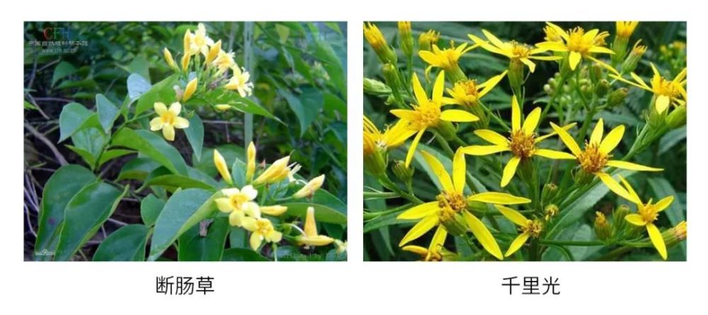 龙须菜像断肠草，草头像白车轴草！春天挖野菜，先学会“认脸”！