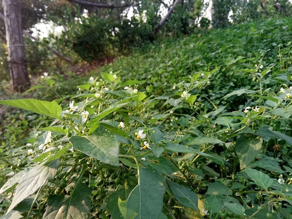 这4种野菜有毒，但价值都很高，第1种是“健脑菜”，最后一种是“高钙菜”