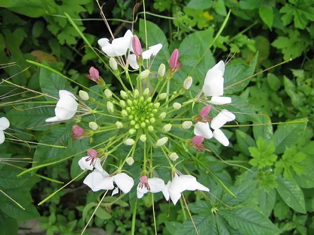 这4种野菜有毒，但价值都很高，第1种是“健脑菜”，最后一种是“高钙菜”