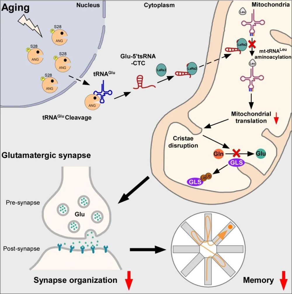 Cell Metabolism：刘强团队揭示tRNA片段调控大脑衰老和阿尔茨海默病的新机制