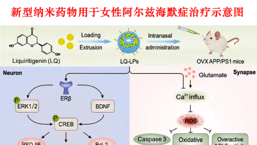 天津大学联手研发女性专用阿尔兹海默症纳米药，全力保障“她健康”。