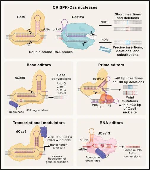 CRISPR技术进化史 | 24年 Cell 综述