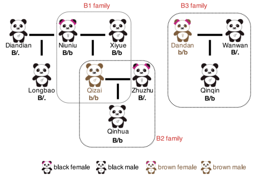 为什么有些大熊猫不是黑白的？中国科学家揭开“大熊猫彩照”之谜