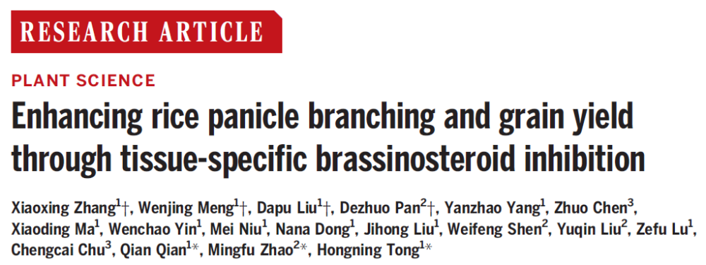 《科学》：破解近百年难题，中国科学家揭开复粒稻遗传机制