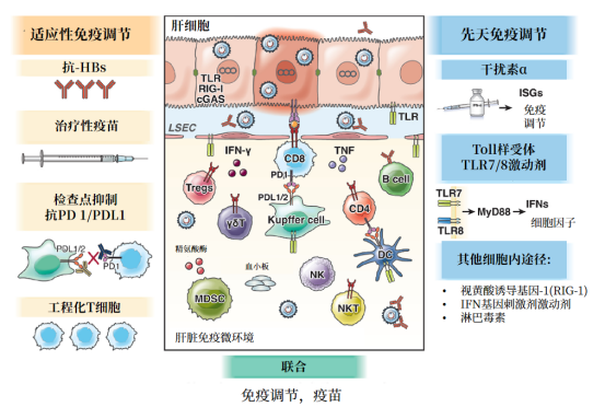 乙肝治愈有望？从乙肝治疗的新型治疗方法来看乙肝的治愈前景