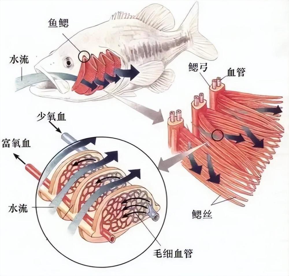 有没有可能存在「天神基因」，拯救人类，渡过一次次灭绝危机？