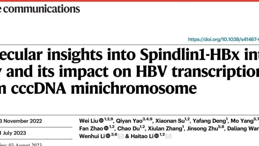 【最新研究】乙肝病毒微染色体与转录活化的关系，一探究竟！