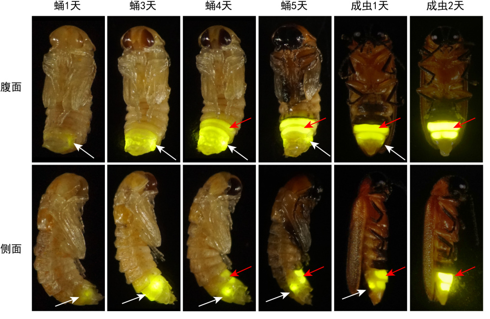 萤火虫为何能发光？如何控制发光？未解之谜揭开
