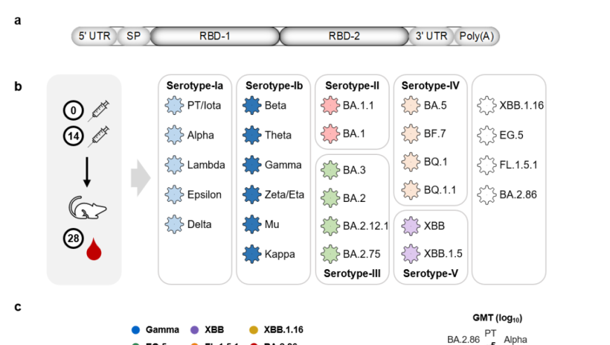 中科院团队揭示新冠病毒新血清型，通俗解读来了！