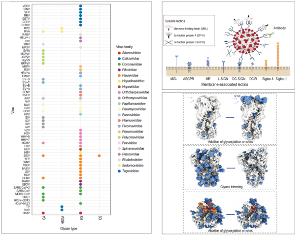 NSR I 病毒学与糖质交叉研究新方向！中山大学毛洋教授团队与合作伙伴合作破译病毒与宿主的糖质密码