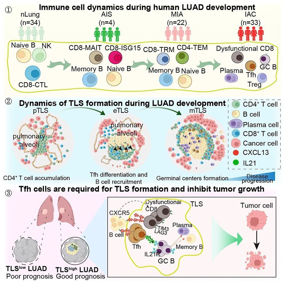 Cell子刊：李汉杰/陈昶/王光锁/陈云团队绘制早期肺腺癌免疫动态图谱，揭示Tfh细胞抗肿瘤机制