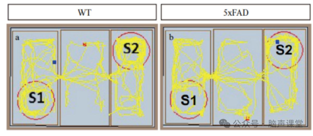 脑声课堂丨啮齿动物阿尔茨海默症模型及常用行为学方法评价