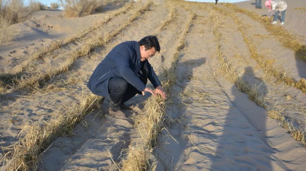 工道·专题 | 致敬！与沙“鏖战”40载，植此青绿锁“黄龙”