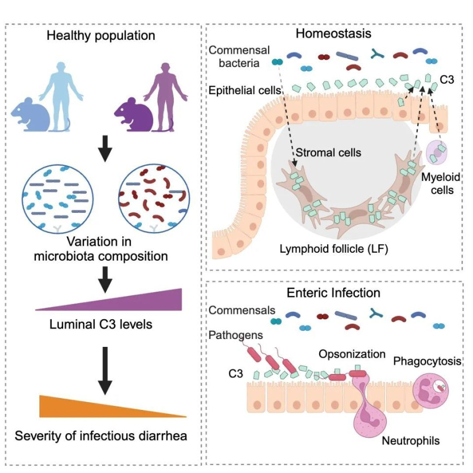 科学家揭开肠道补体系统神秘面纱，为研究免疫系统的补体打开新方向，促进肠病预防和治疗