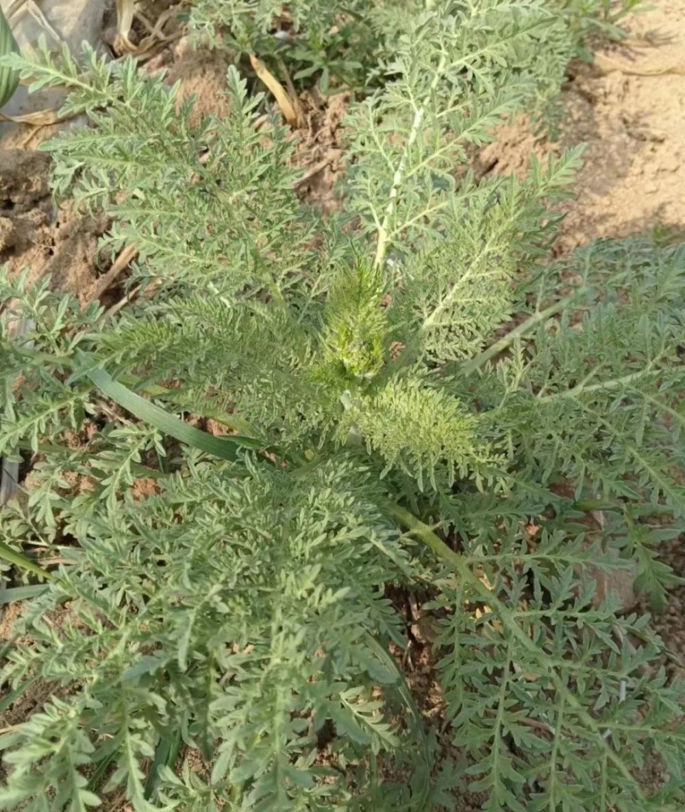 春天这5种野菜，比青菜鲜嫩，还有助控糖，特别适合糖友吃！错过等来年