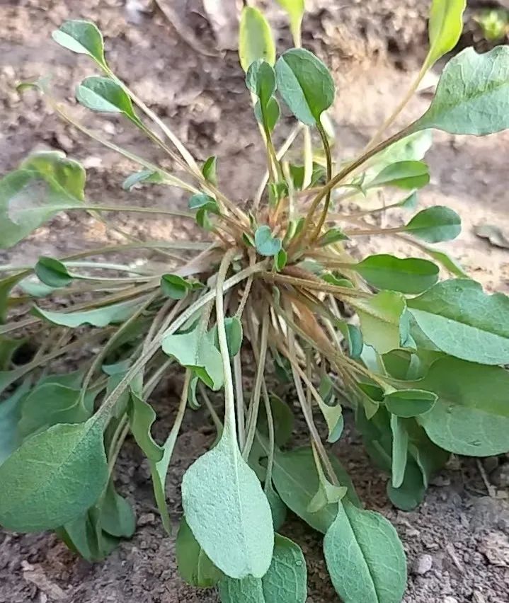 春天这5种野菜，比青菜鲜嫩，还有助控糖，特别适合糖友吃！错过等来年