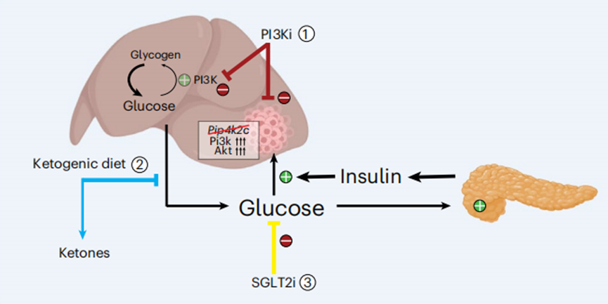 《自然·癌症》：科学家发现肝转移专属基因突变，PI3K抑制剂联合SGLT2抑制剂或生酮饮食有望破解！