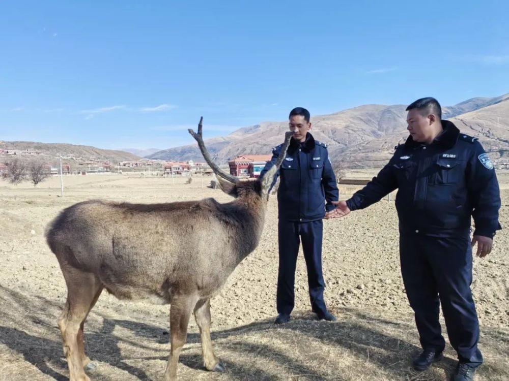 高原马鹿下山觅食误入苹果园，警方“劝”其归山，系国家二级保护动物