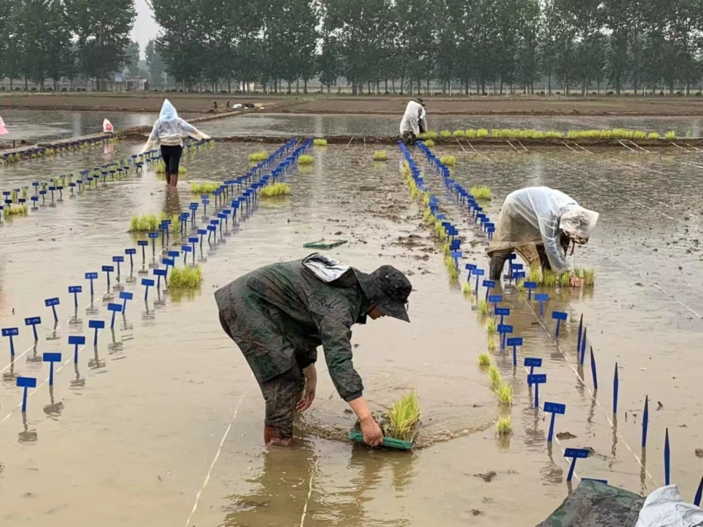 我国科研人员找到控制水稻多粒簇生关键基因 可促进增产