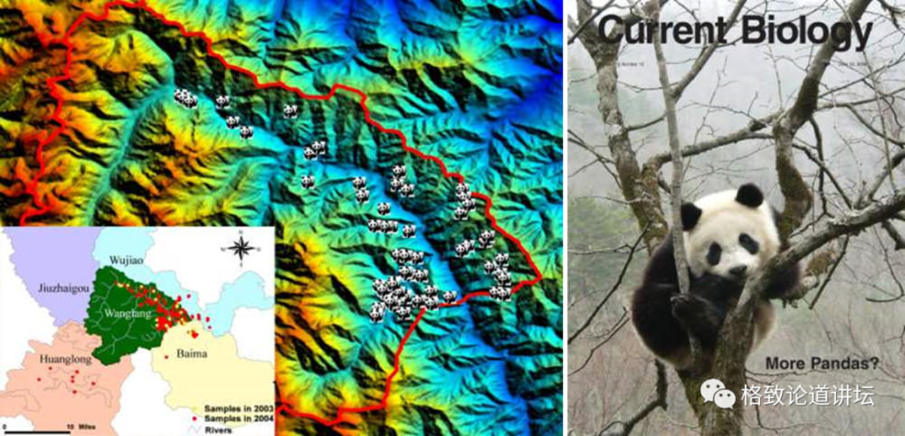 投入了这么多人力、财力和物力来保护的大熊猫，真的要走向灭绝了么？ | 格致论道讲坛